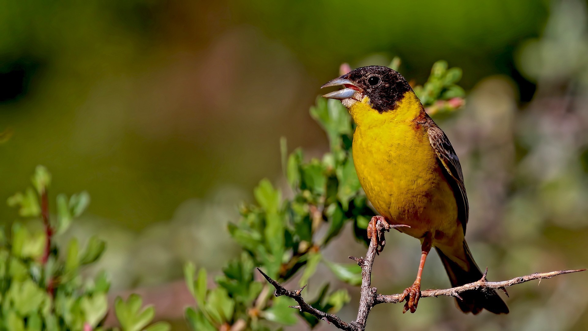 Black-headed Bunting