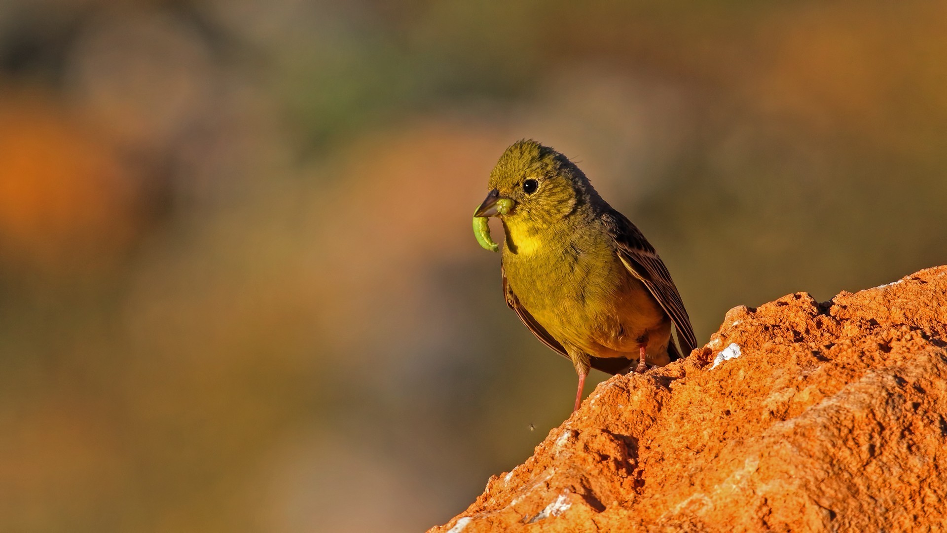 Cinereous Bunting