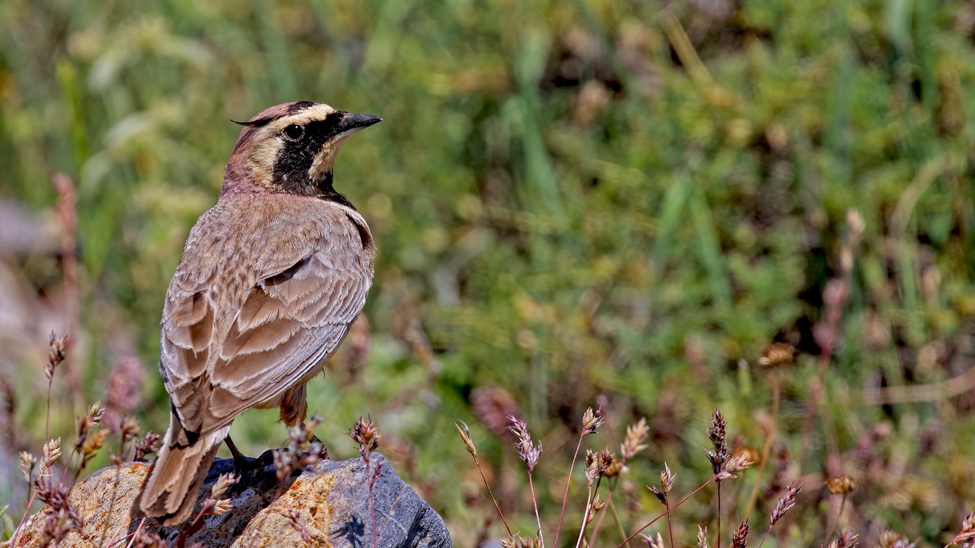 Horned Lark
