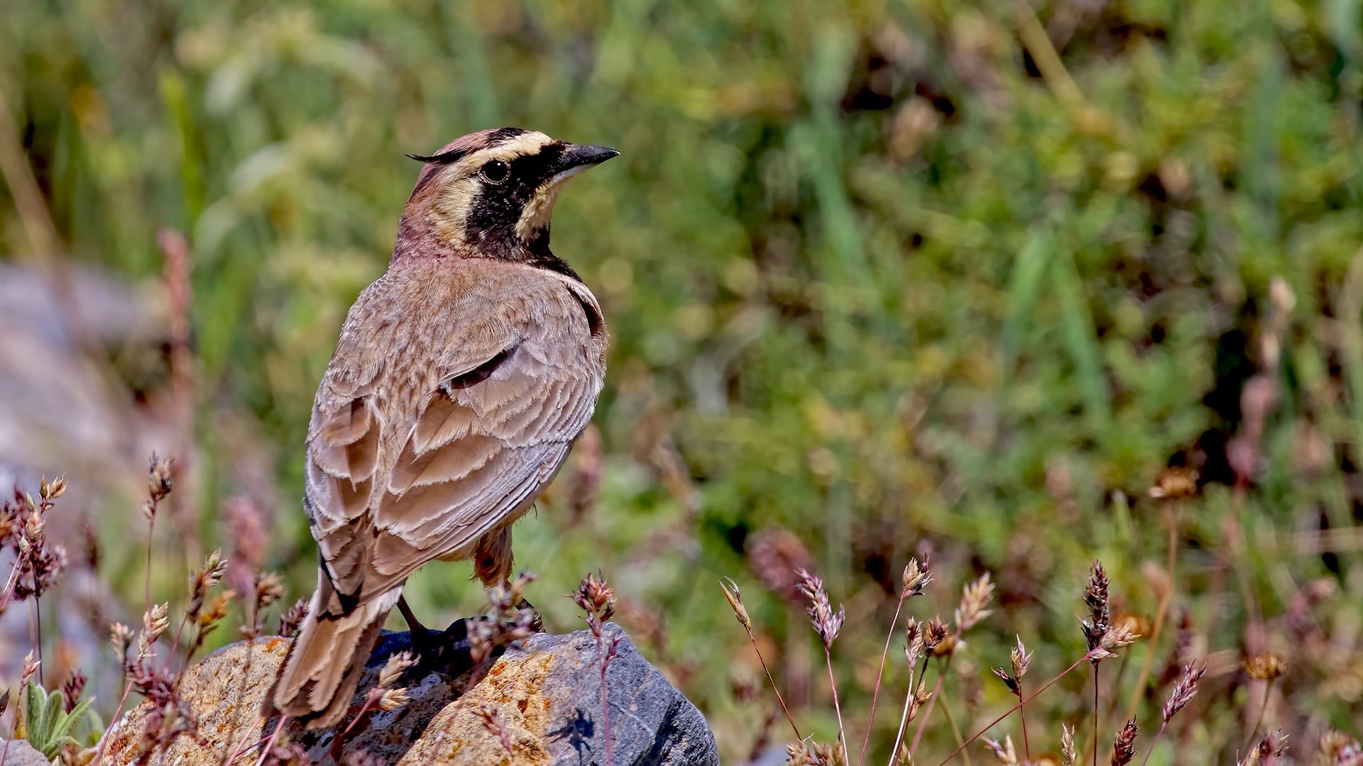 Horned Lark
