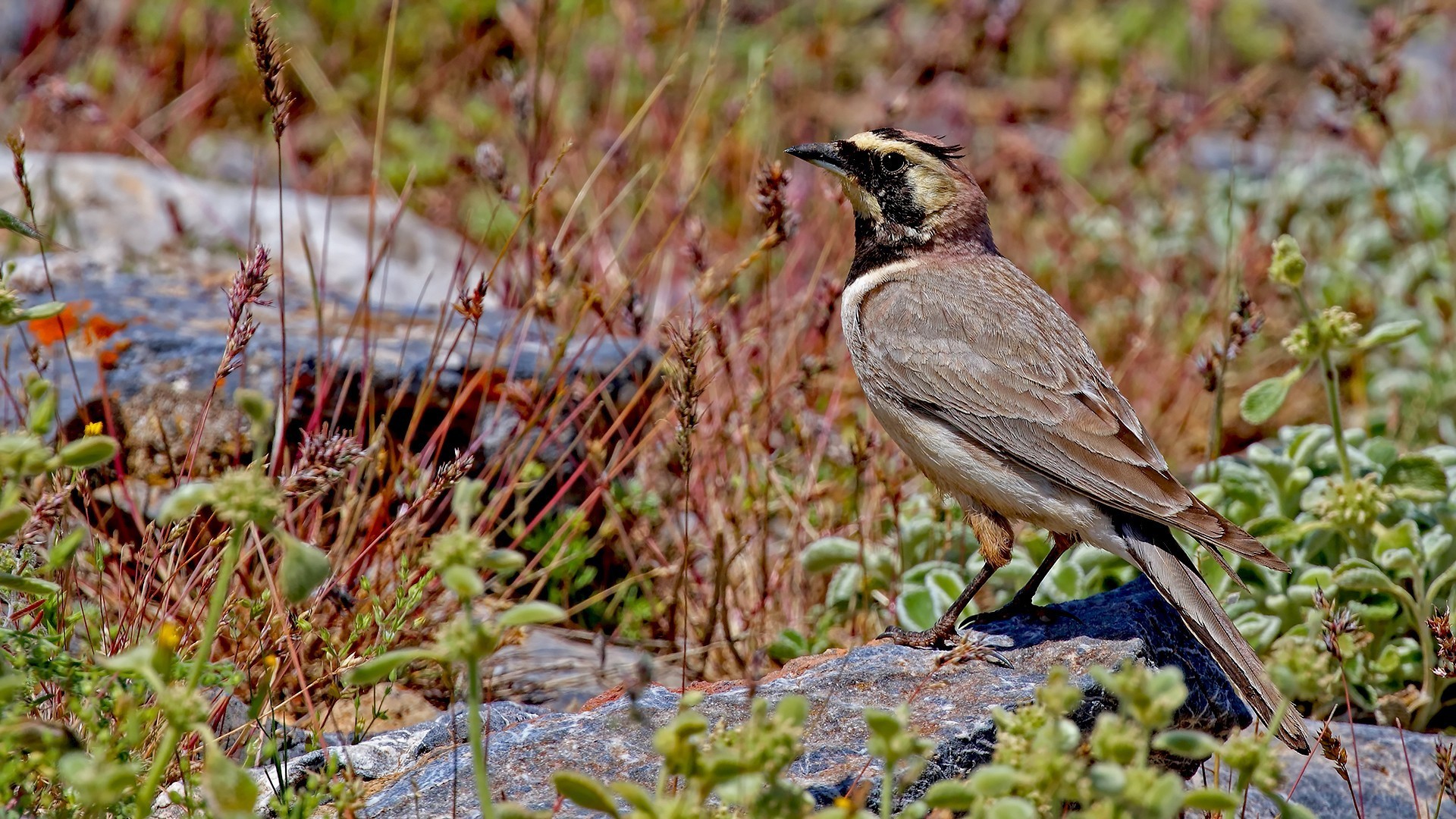 Horned Lark