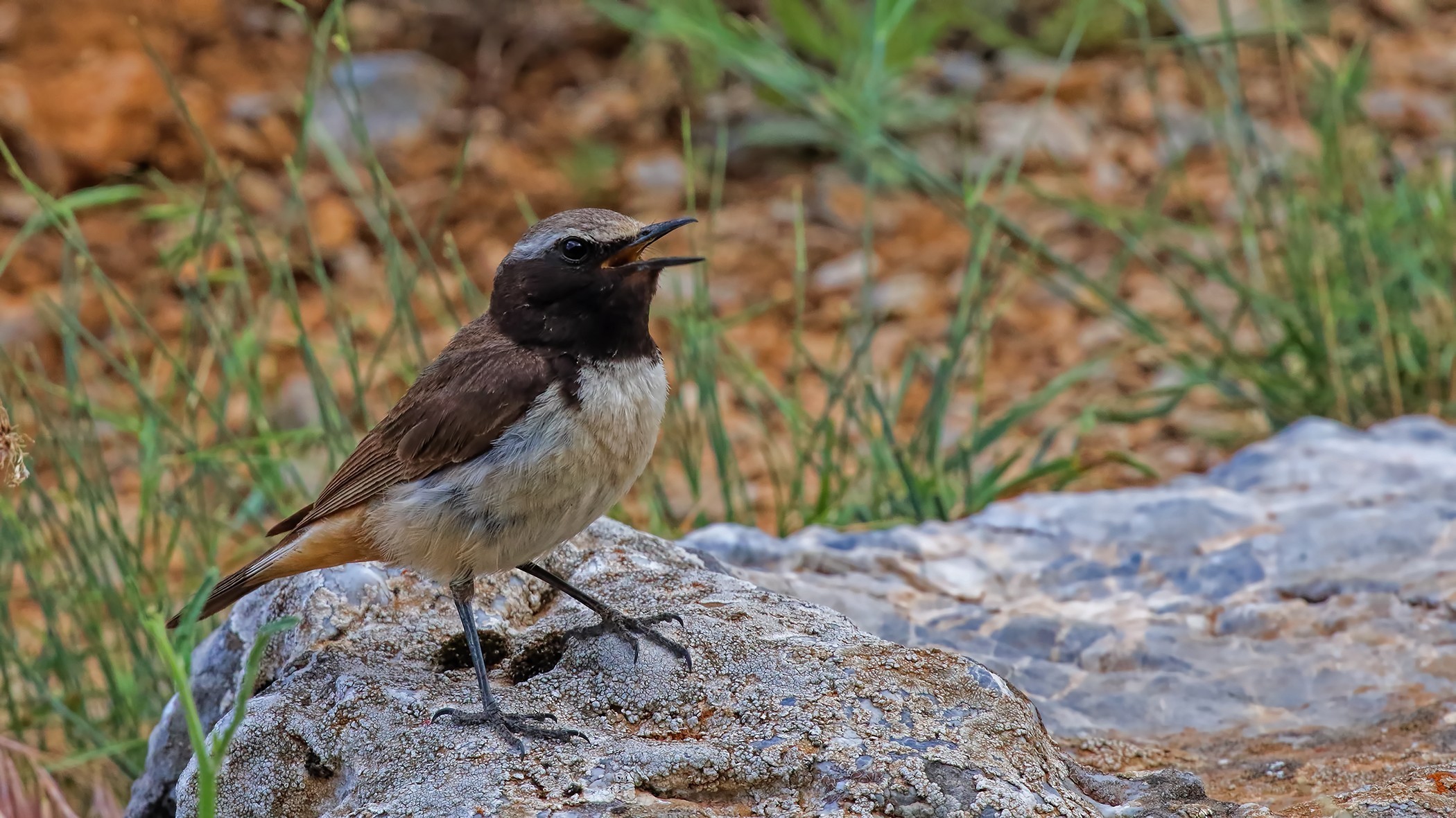 Kurdish Wheatear