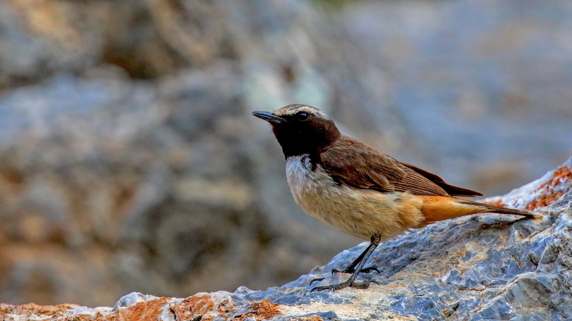 Kurdish Wheatear