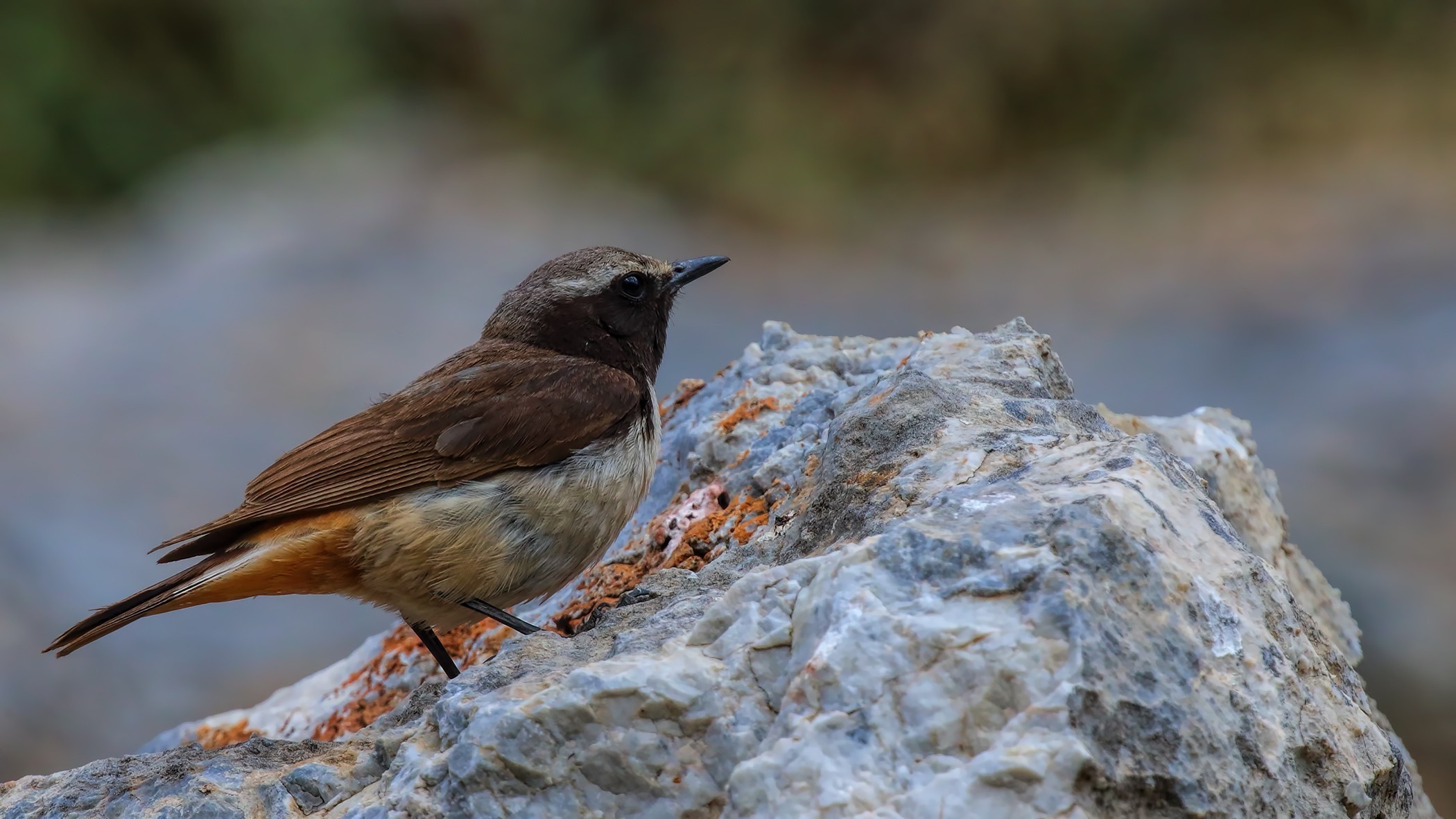 Kurdish Wheatear