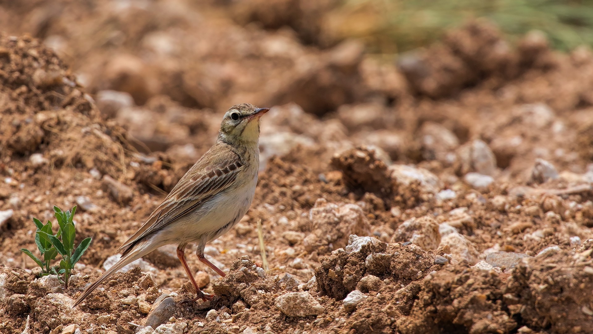 Tawny Pipit