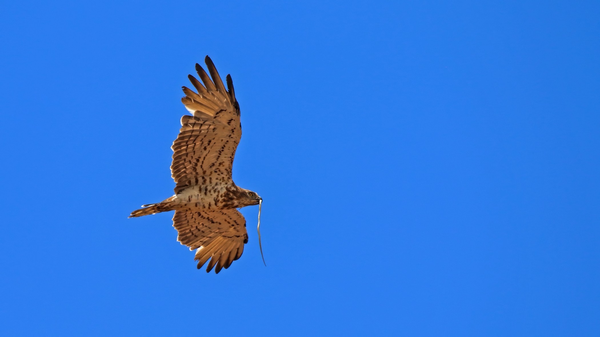 Short-toed Snake-Eagle — Ana fotoğraf