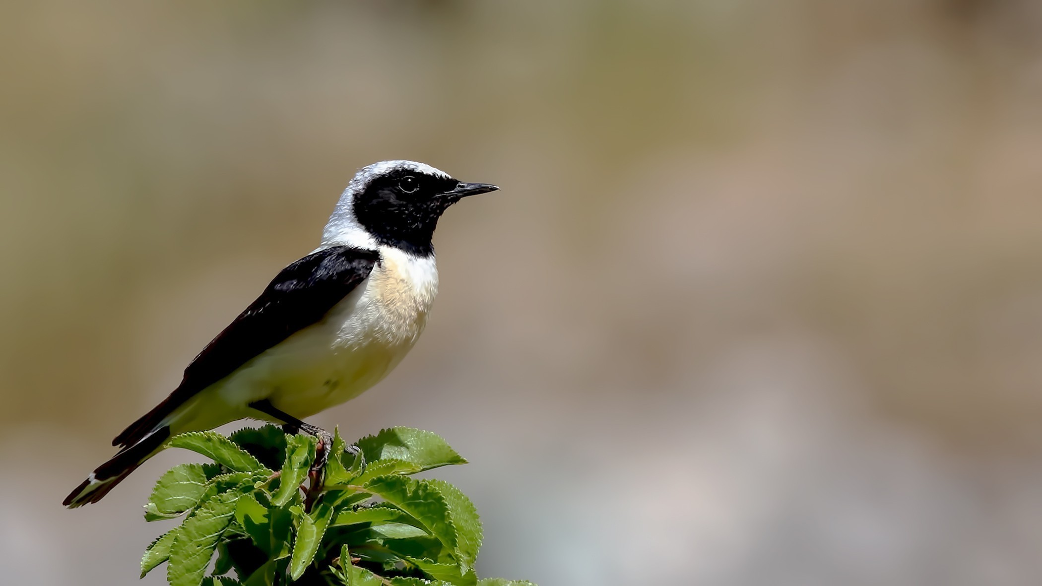 Black-eared Wheatear