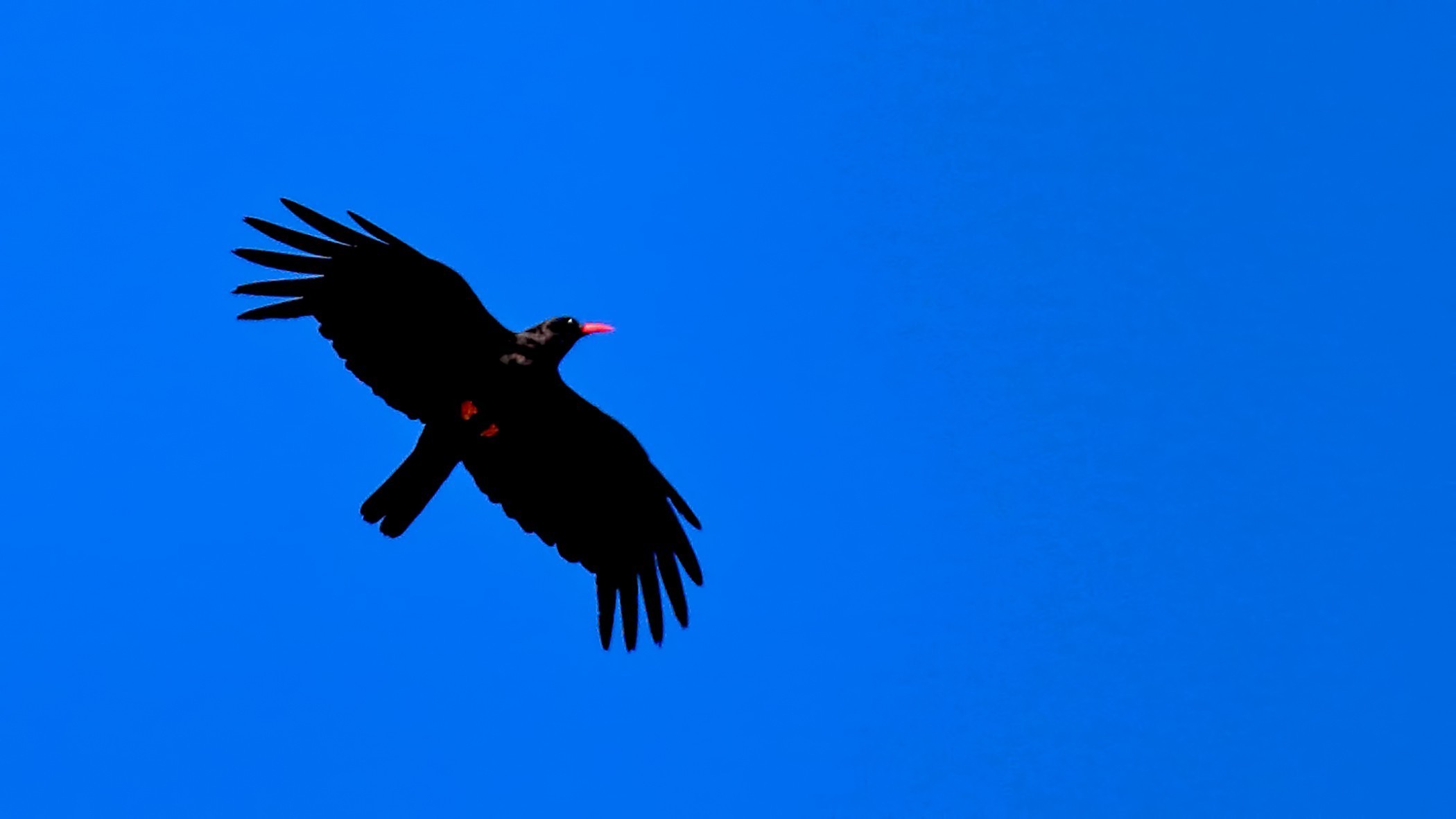 Red-billed Chough