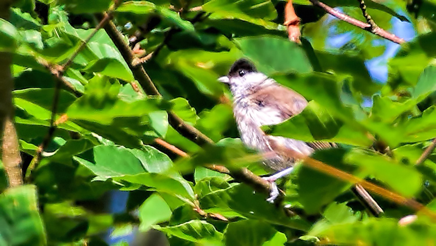 Marsh Tit — Ana fotoğraf