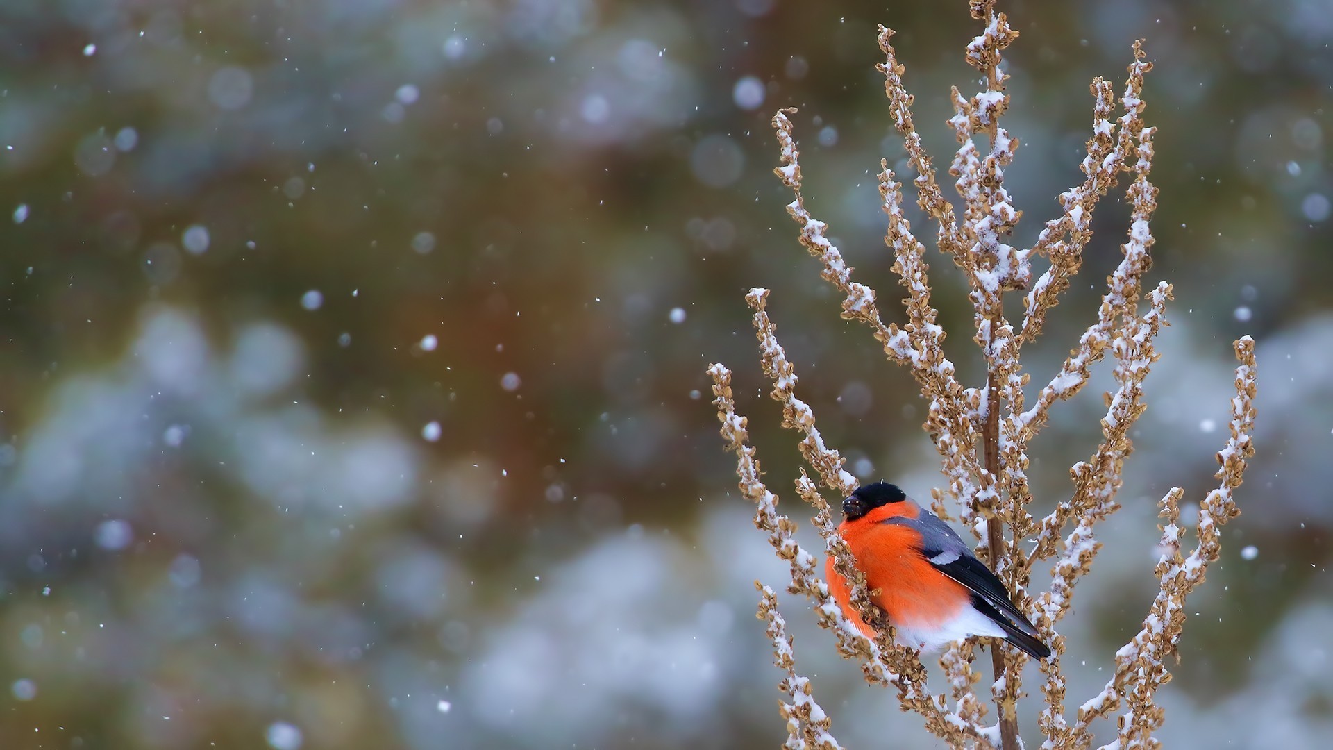 Eurasian Bullfinch