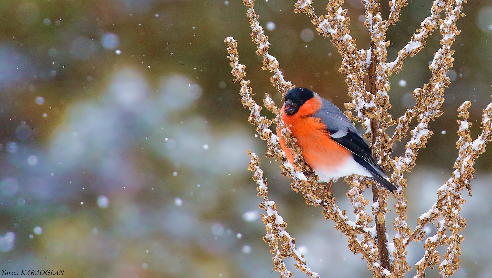 Eurasian Bullfinch — Ana fotoğraf