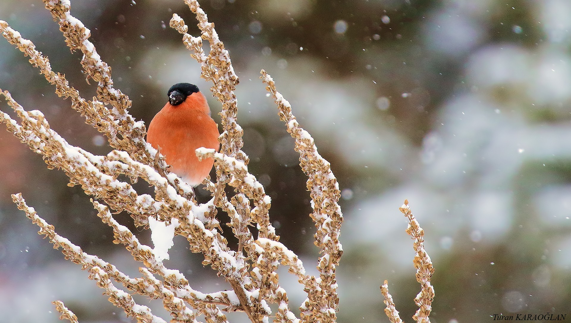 Eurasian Bullfinch