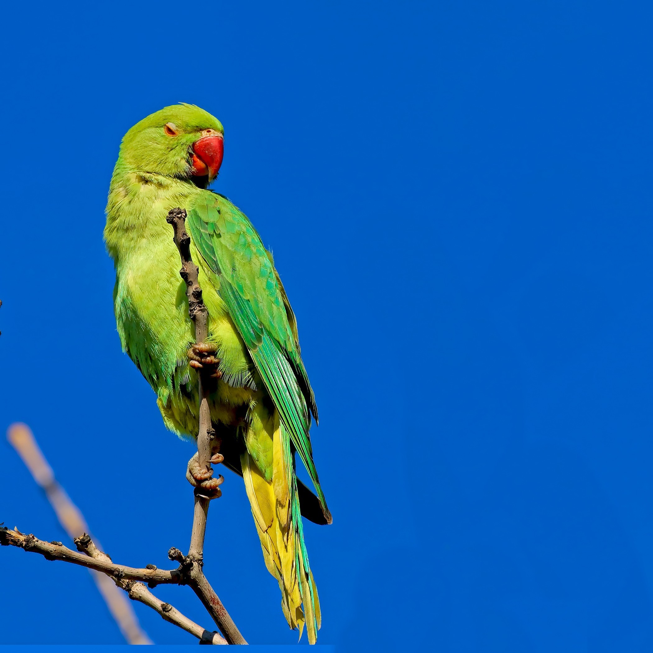 Rose-ringed Parakeet