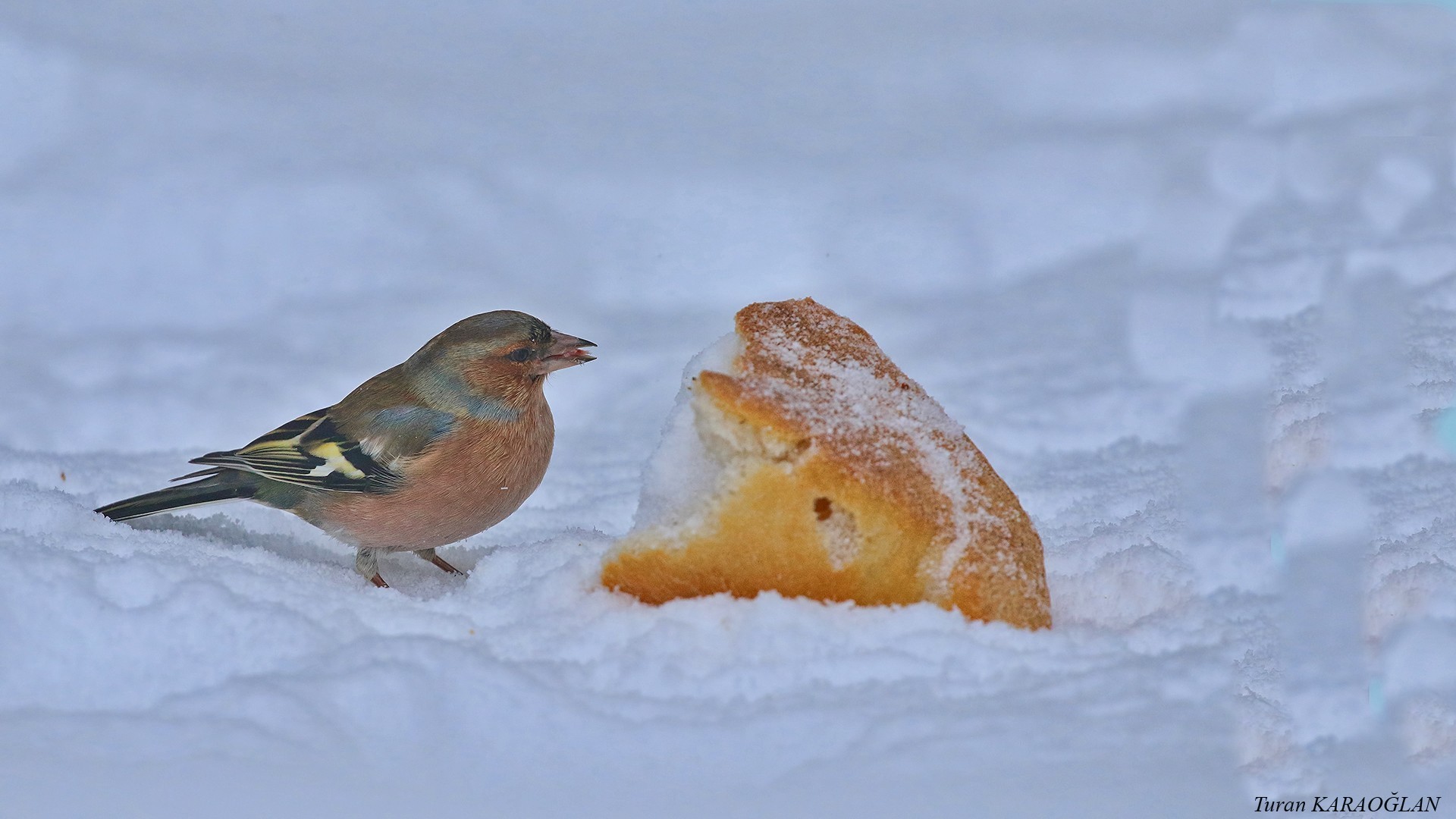 Common Chaffinch