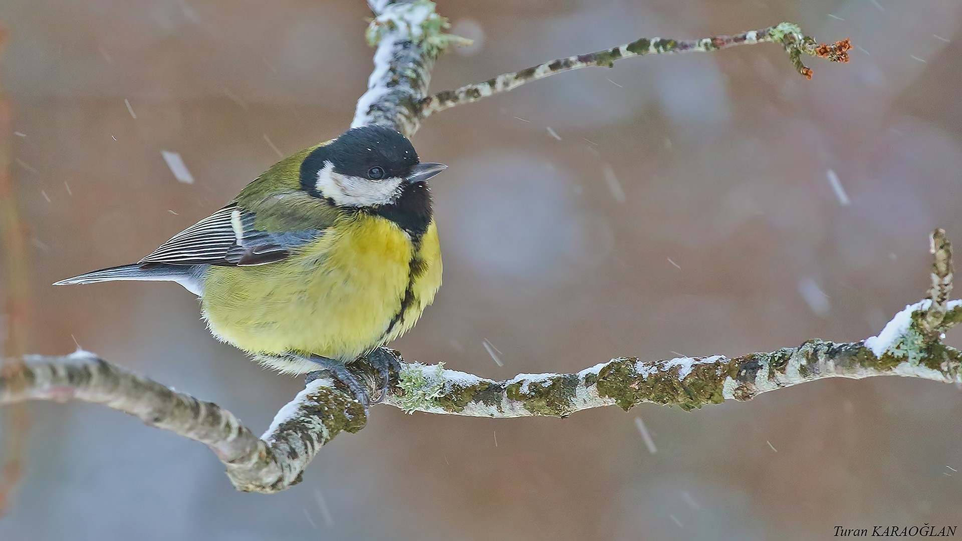 Great Tit — Ana fotoğraf
