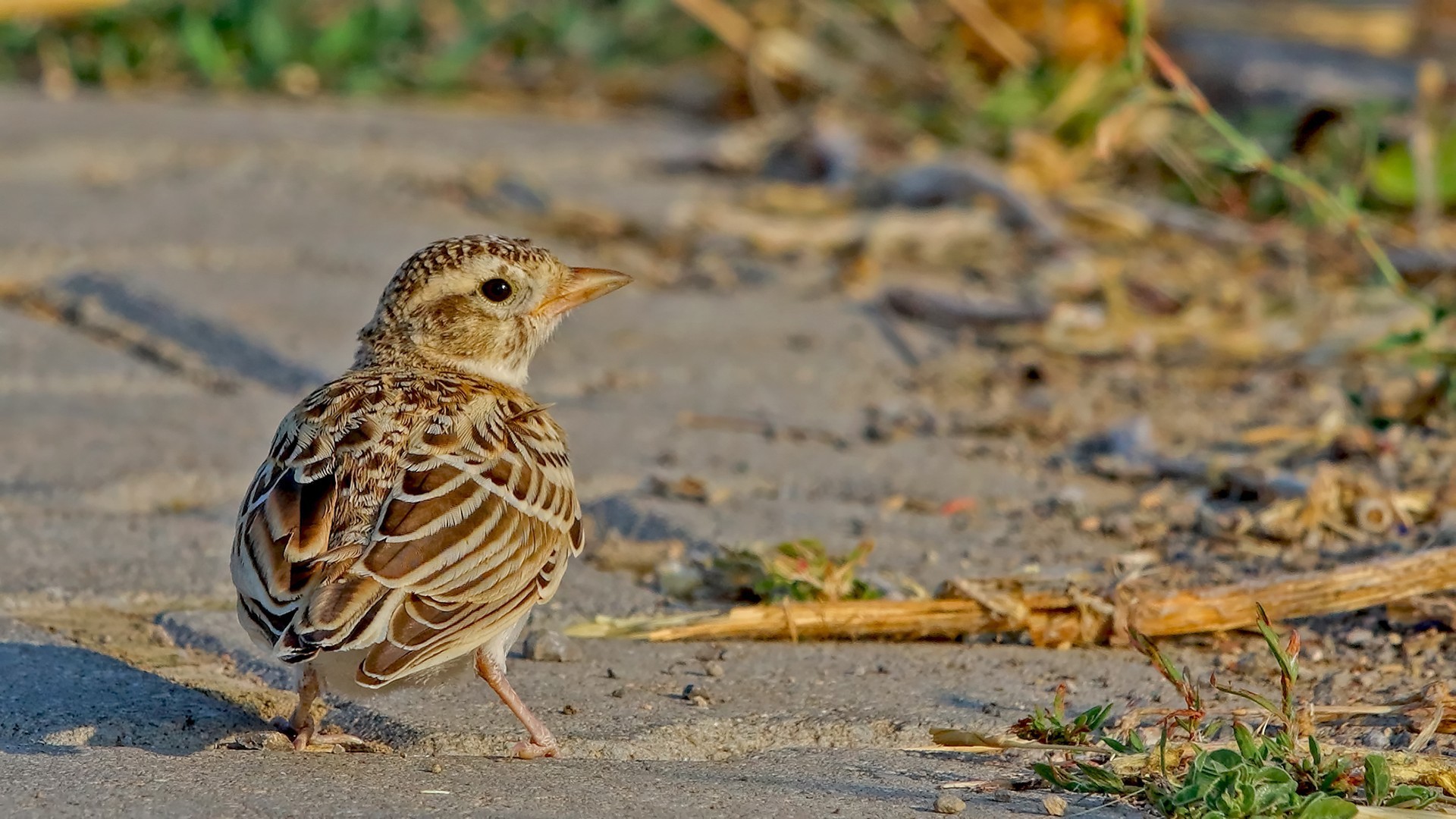 Lesser Short-toed Lark