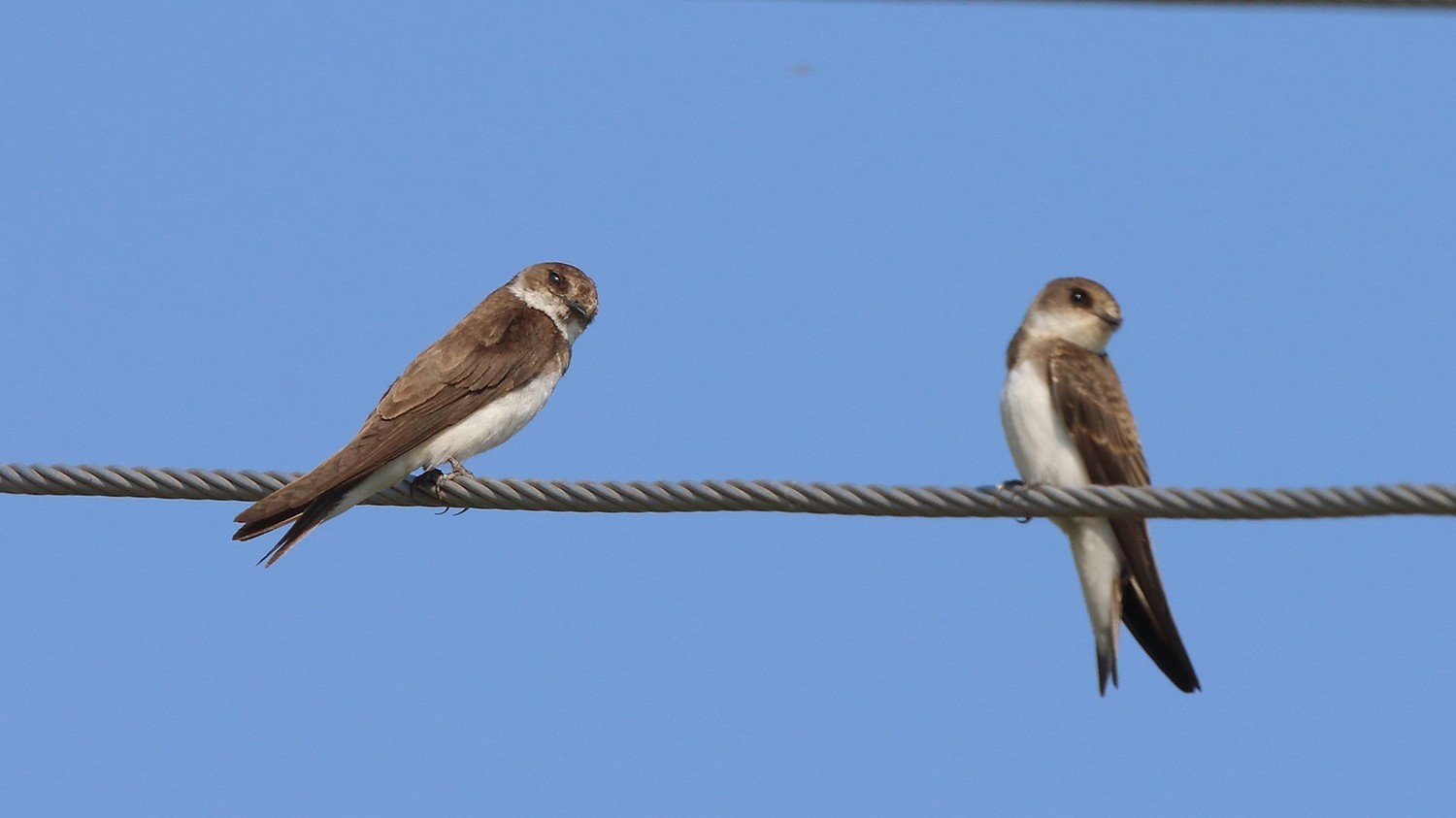 Bank Swallow