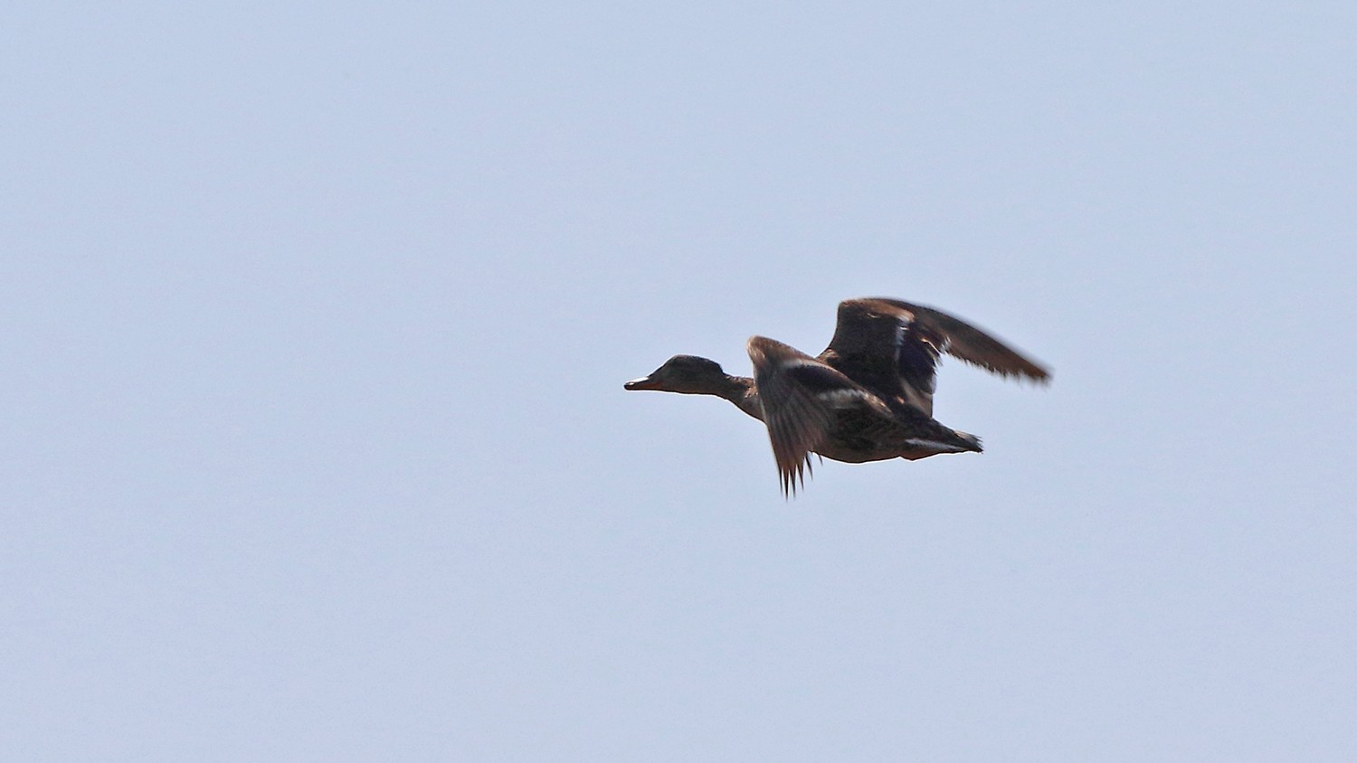 Mallard