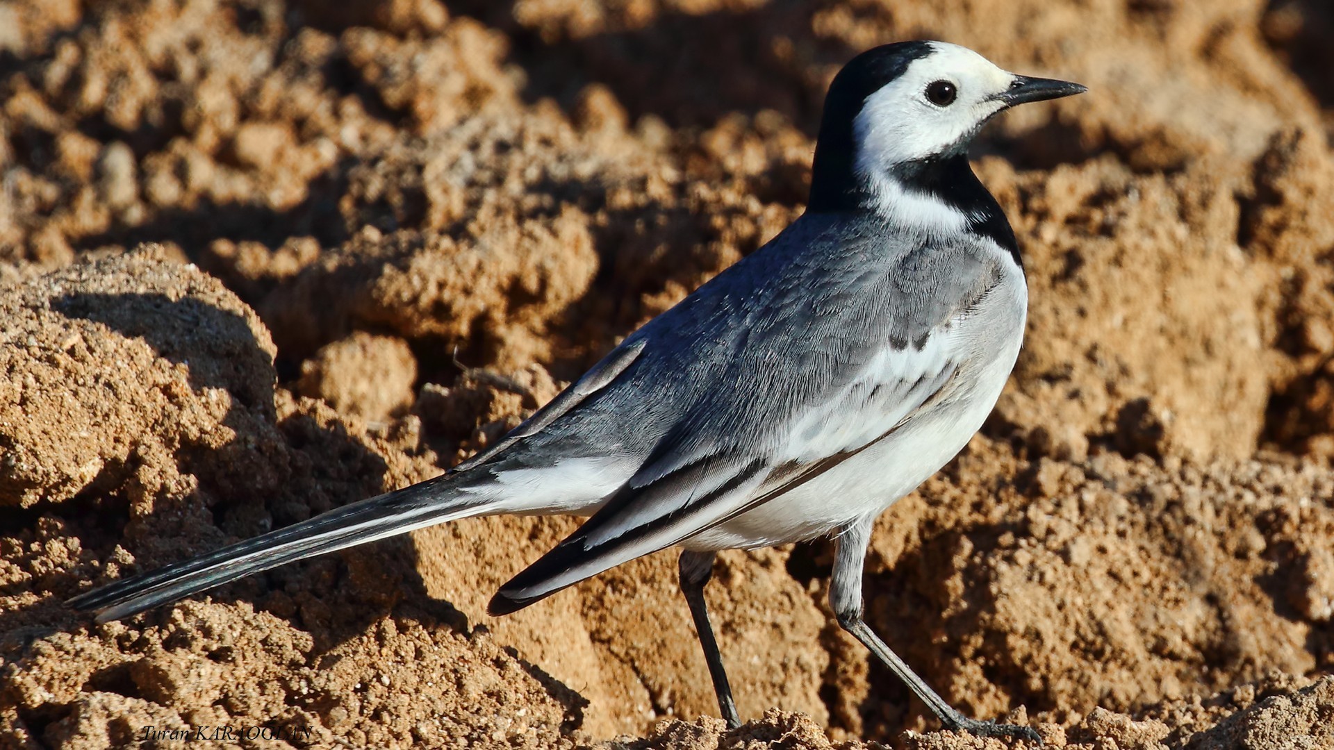 White Wagtail