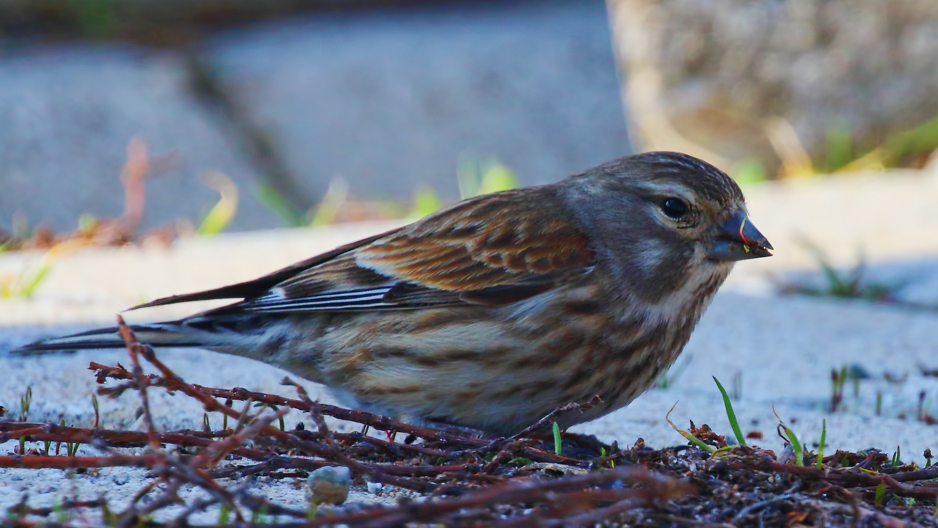 Common Linnet