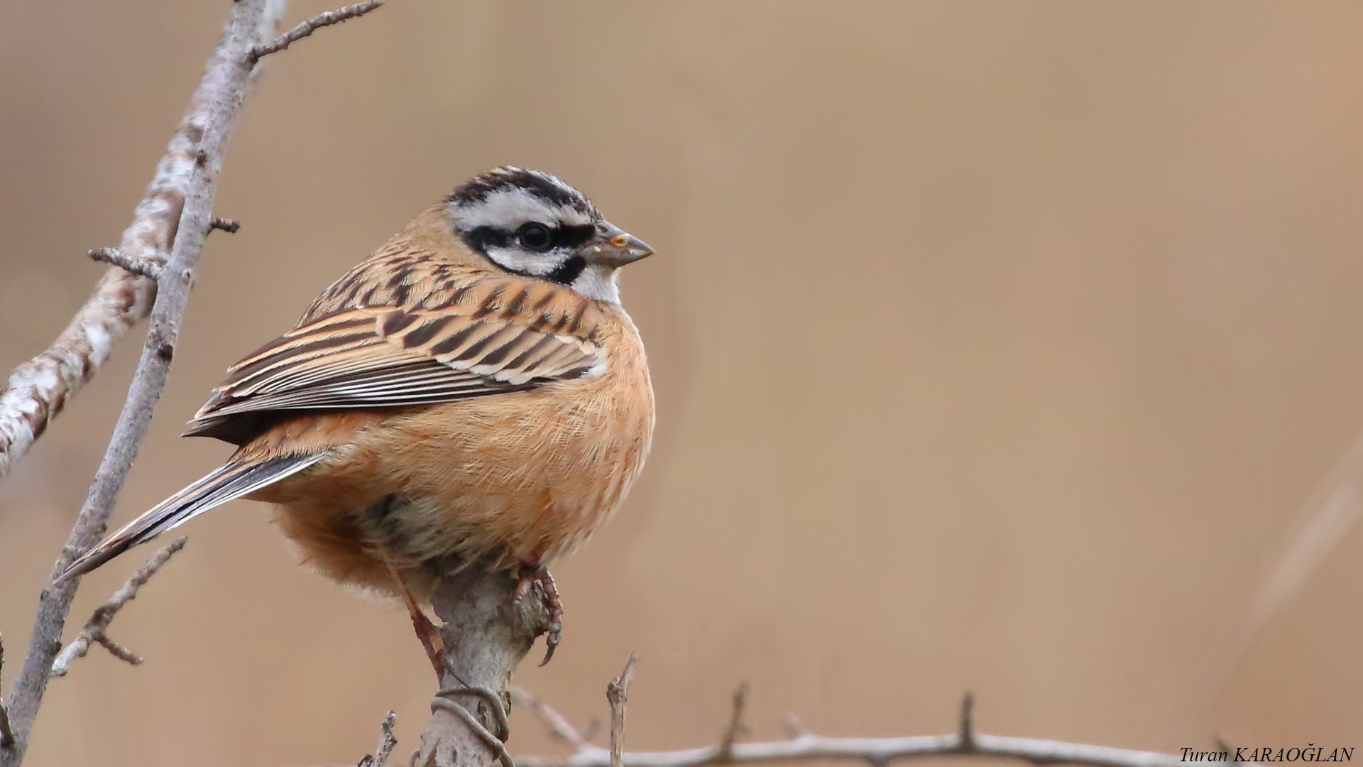 Rock Bunting