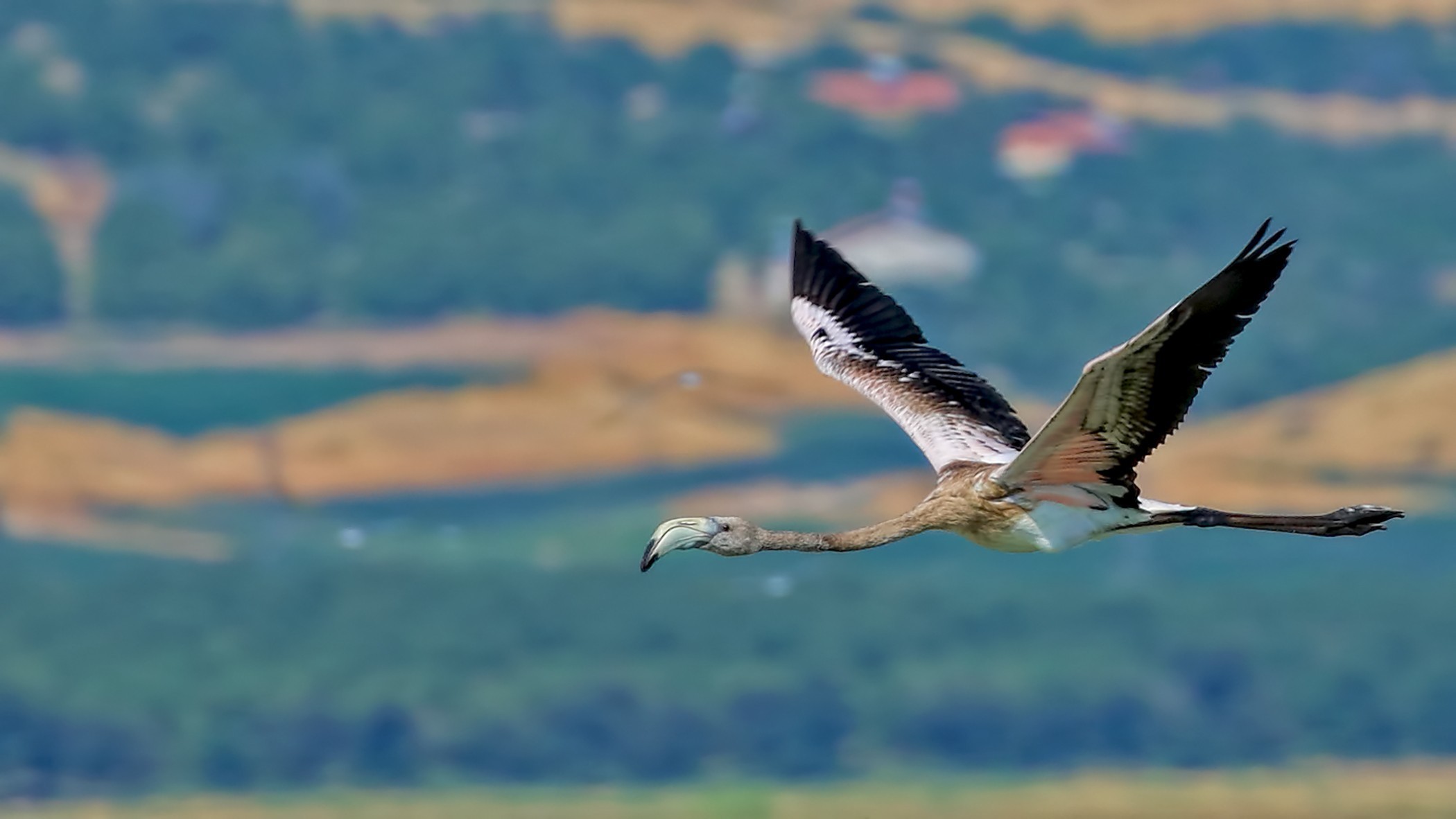 Greater Flamingo