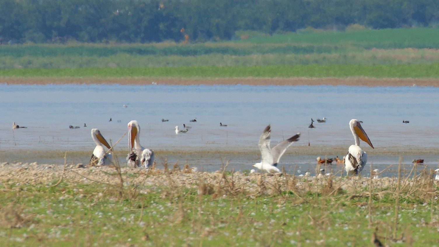 Great White Pelican