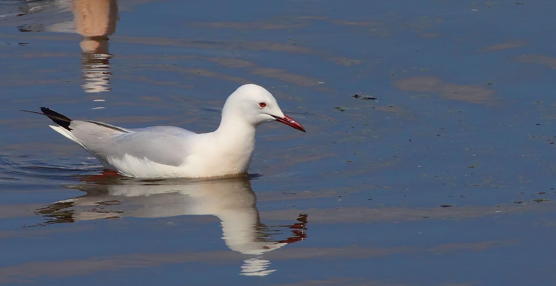 Slender-billed Gull