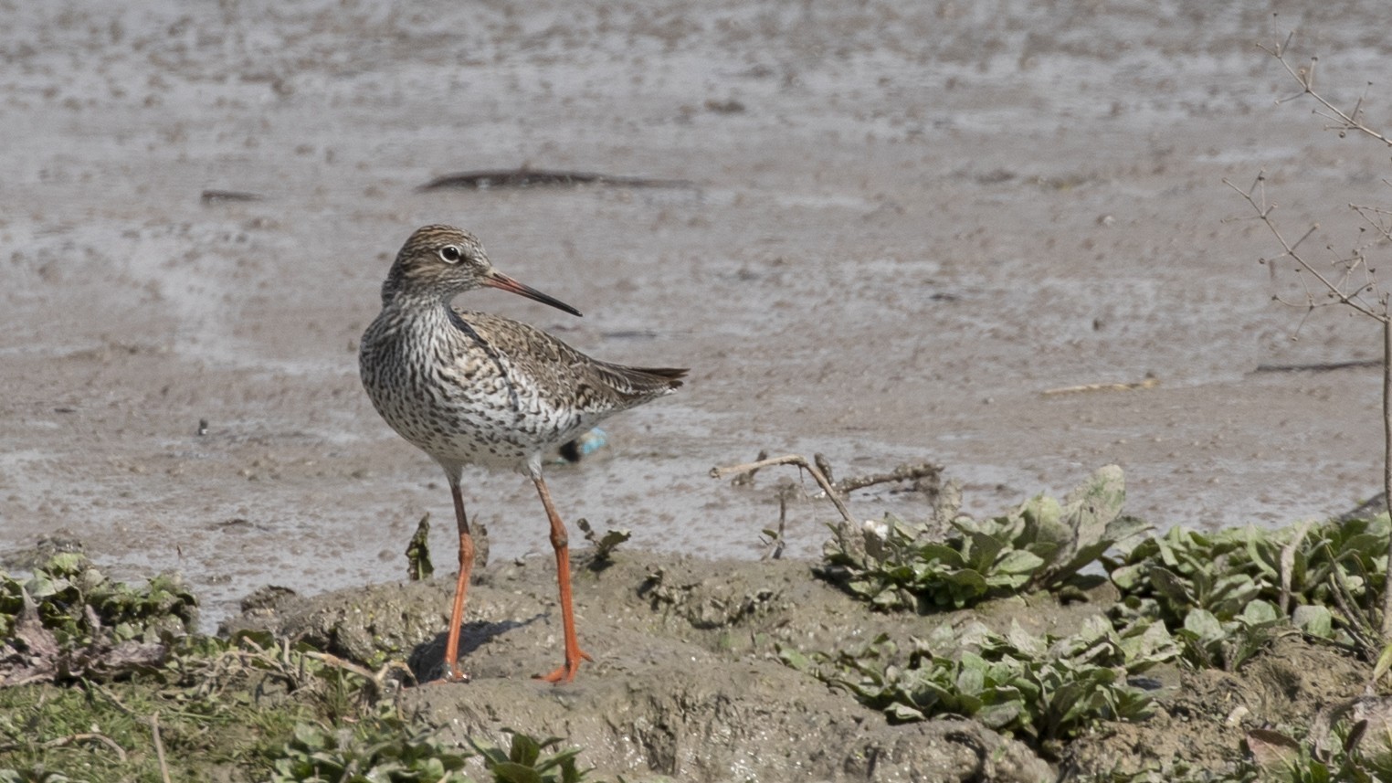 Spotted Redshank