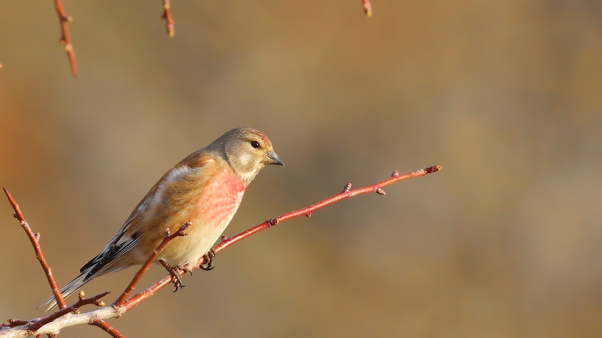 Common Linnet
