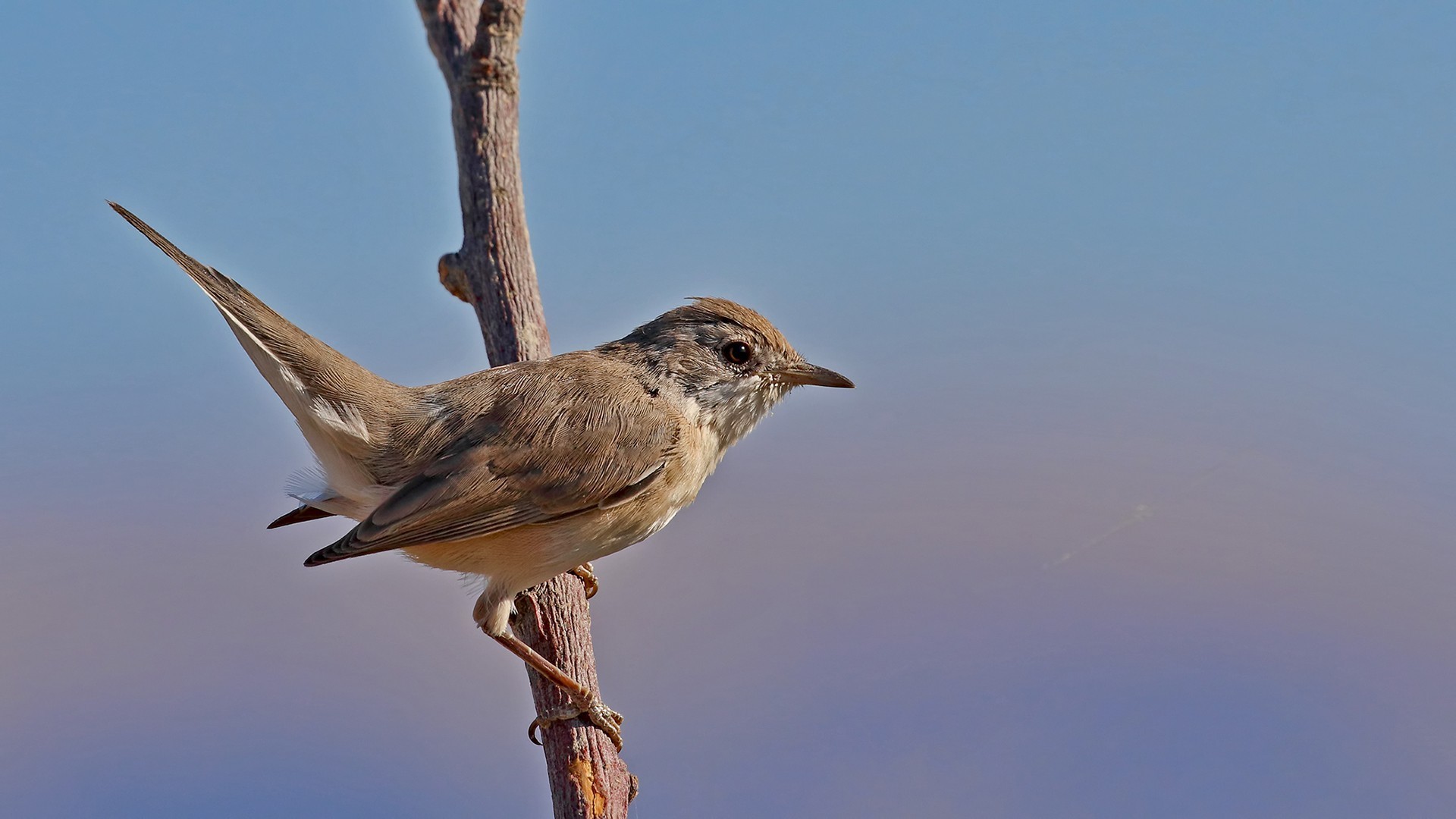 Lesser Whitethroat