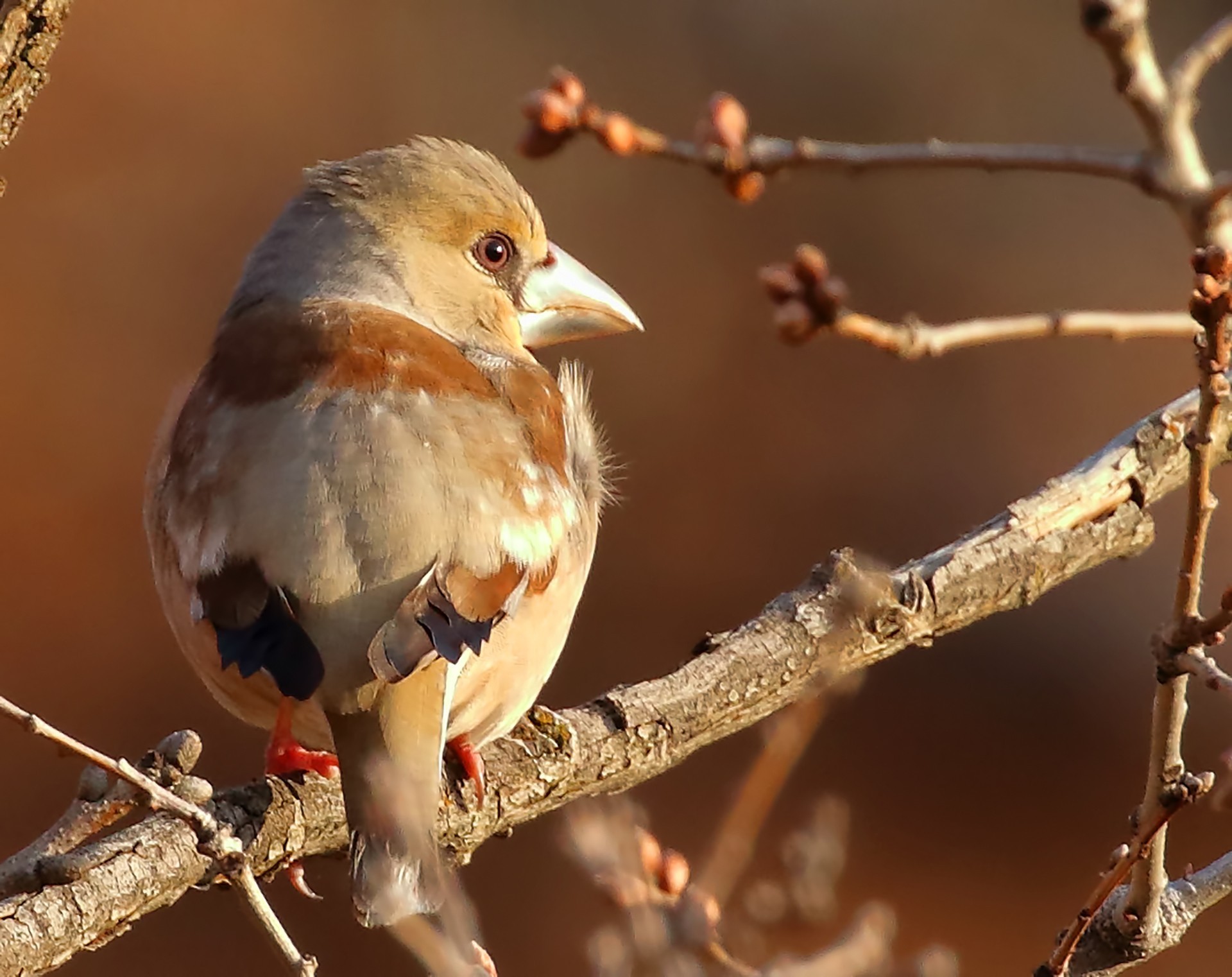 Hawfinch