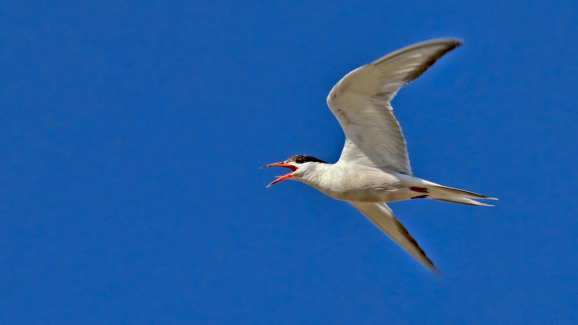 Common Tern