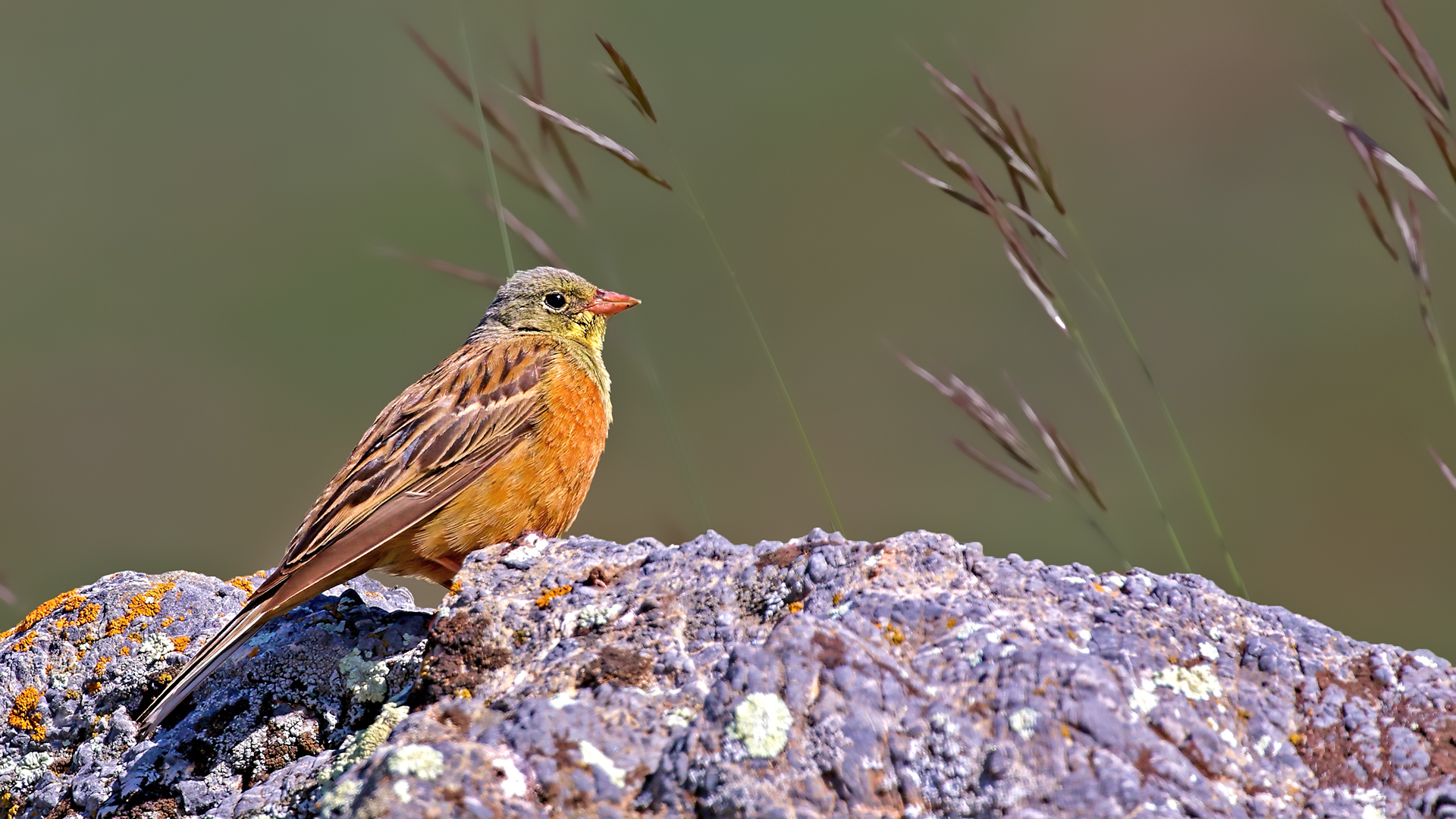 Ortolan Bunting