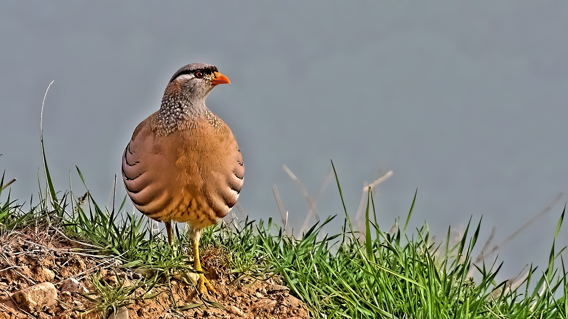 See-see Partridge — Ana fotoğraf