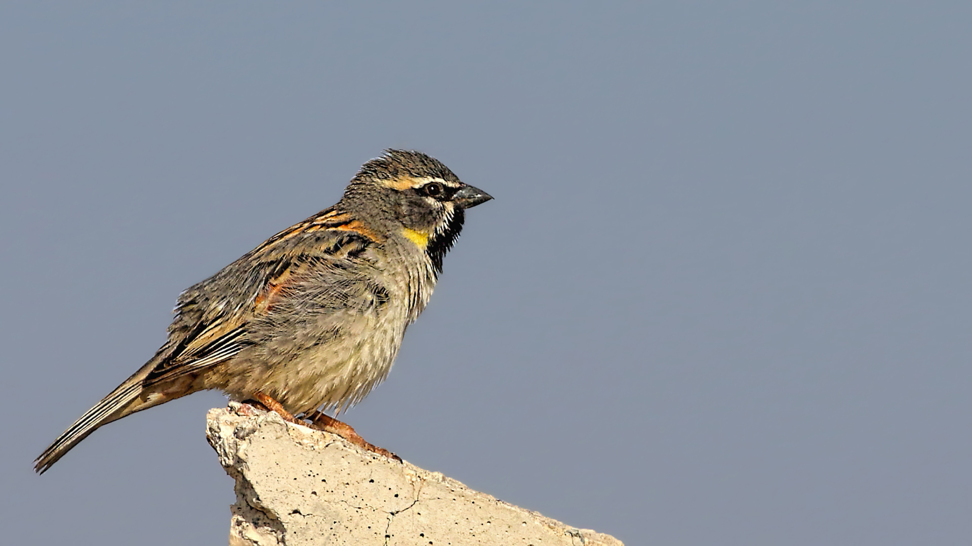 Dead Sea Sparrow