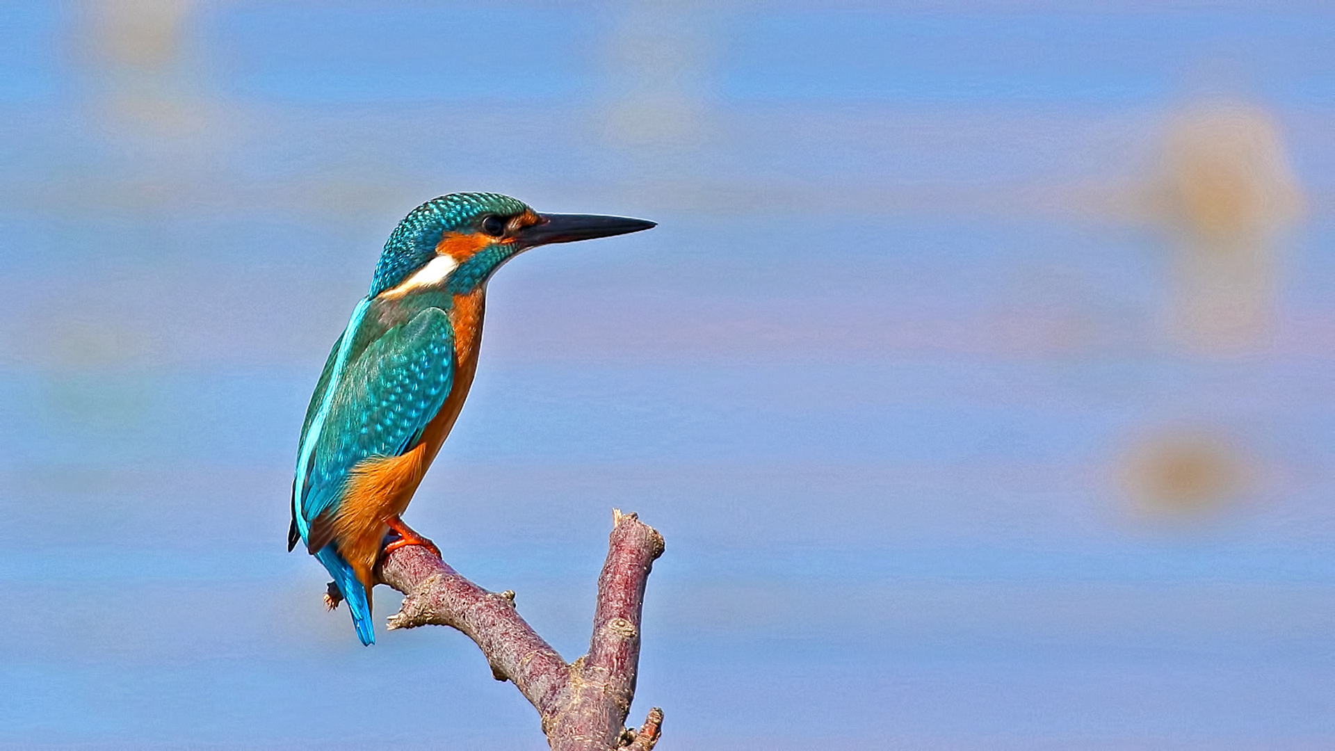 Common Kingfisher
