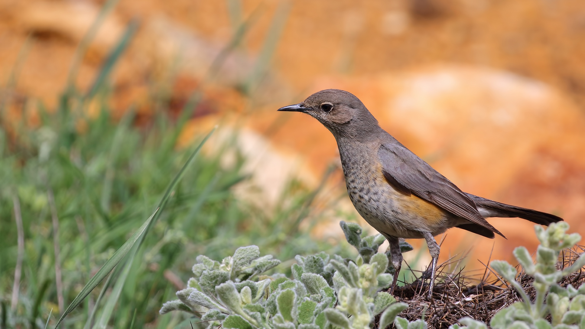 White-throated Robin