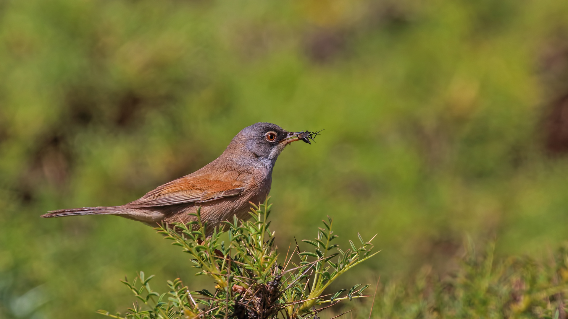 Spectacled Warbler