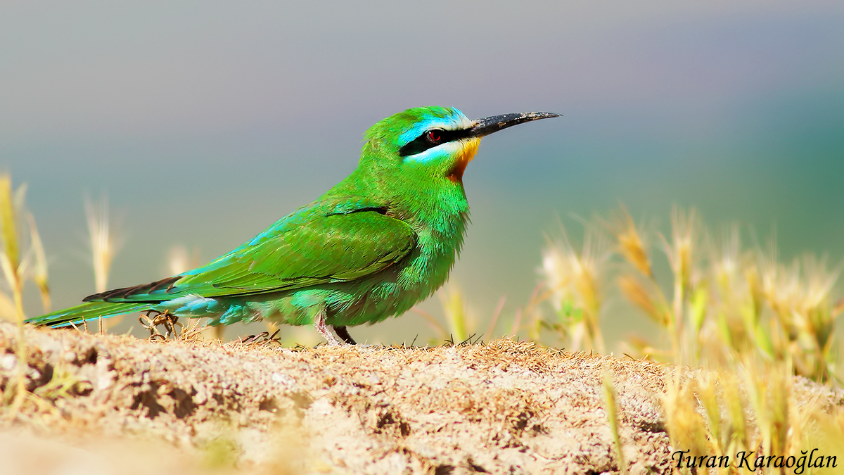 Blue-cheeked Bee-eater
