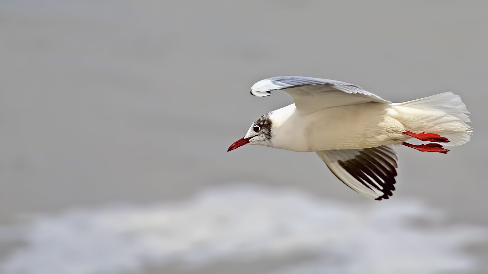 Black-headed Gull