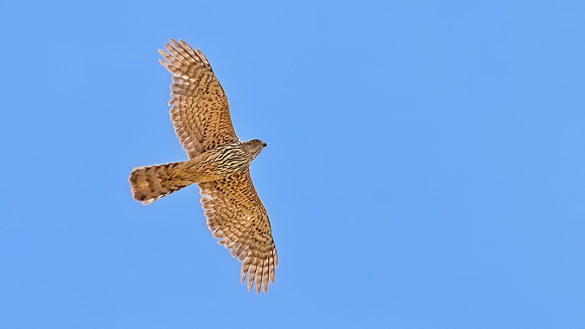 Northern Goshawk