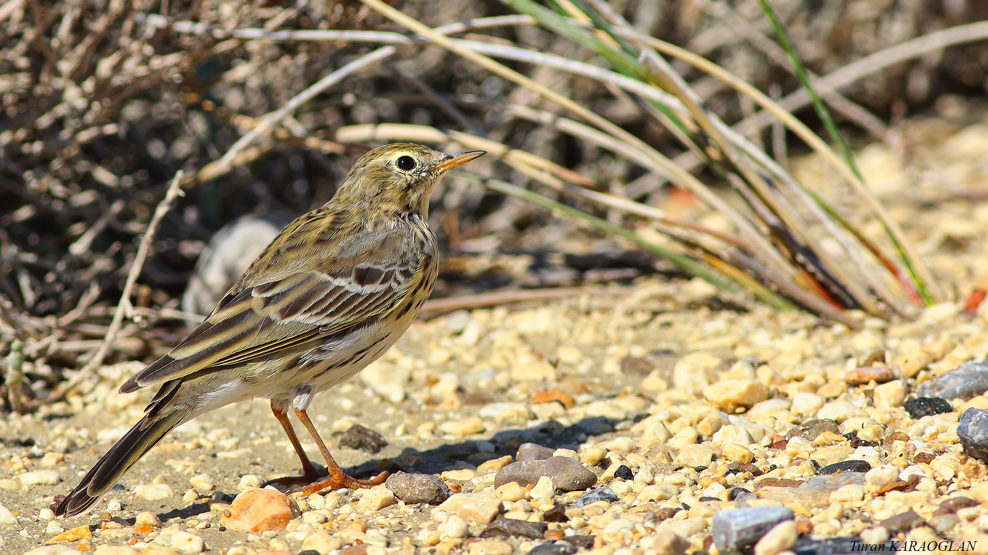 Meadow Pipit