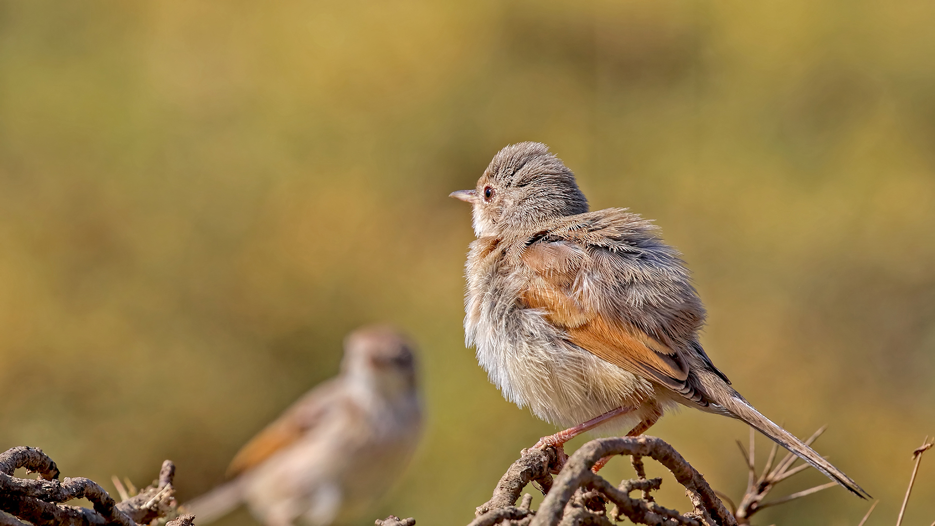 Spectacled Warbler — Ana fotoğraf