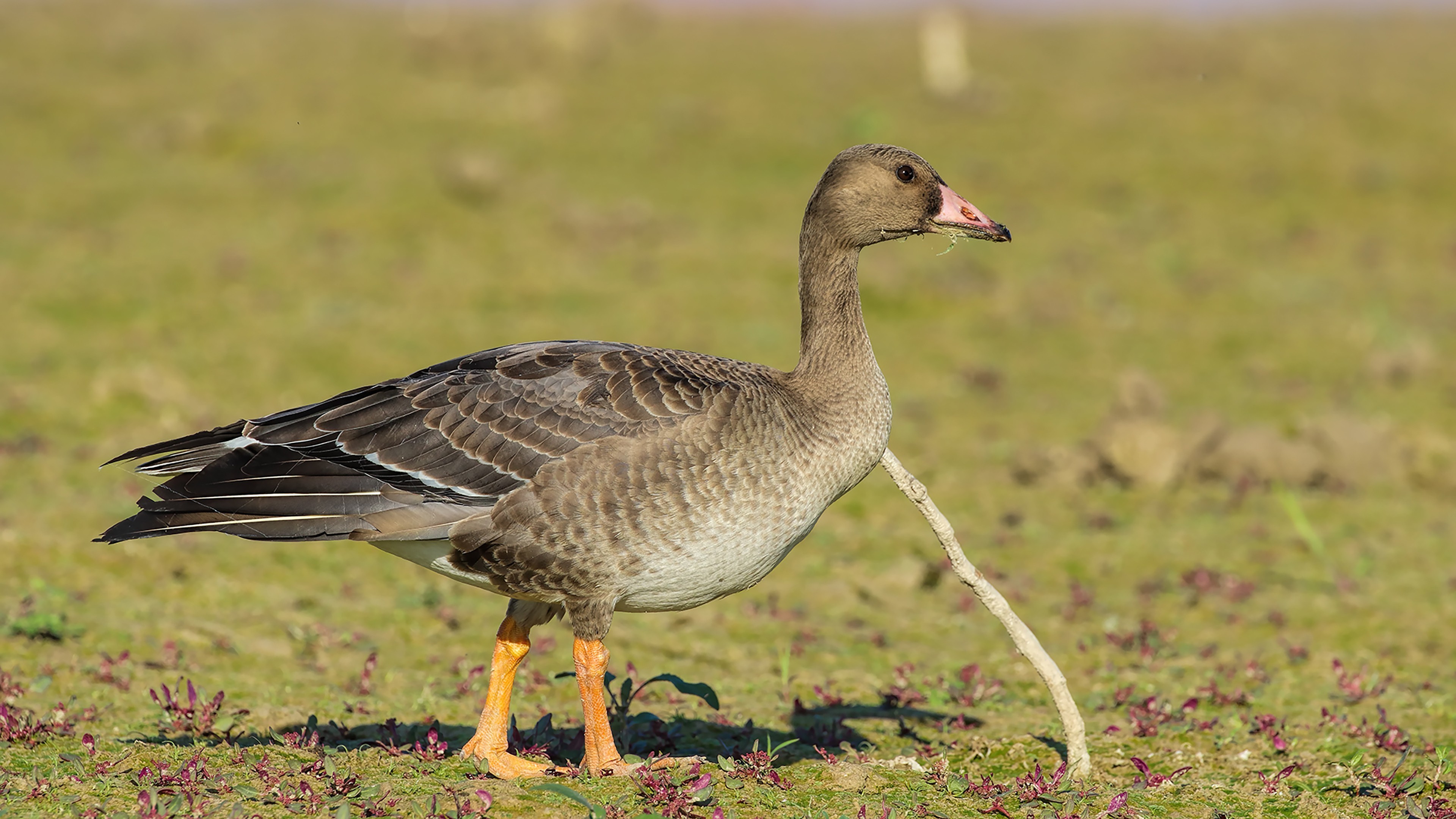 Greater White-fronted Goose