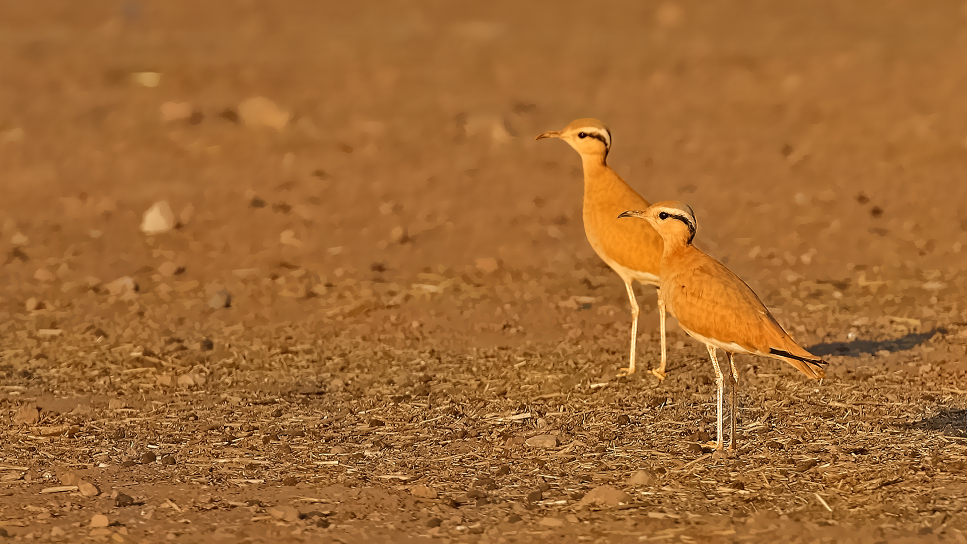 Cream-colored Courser