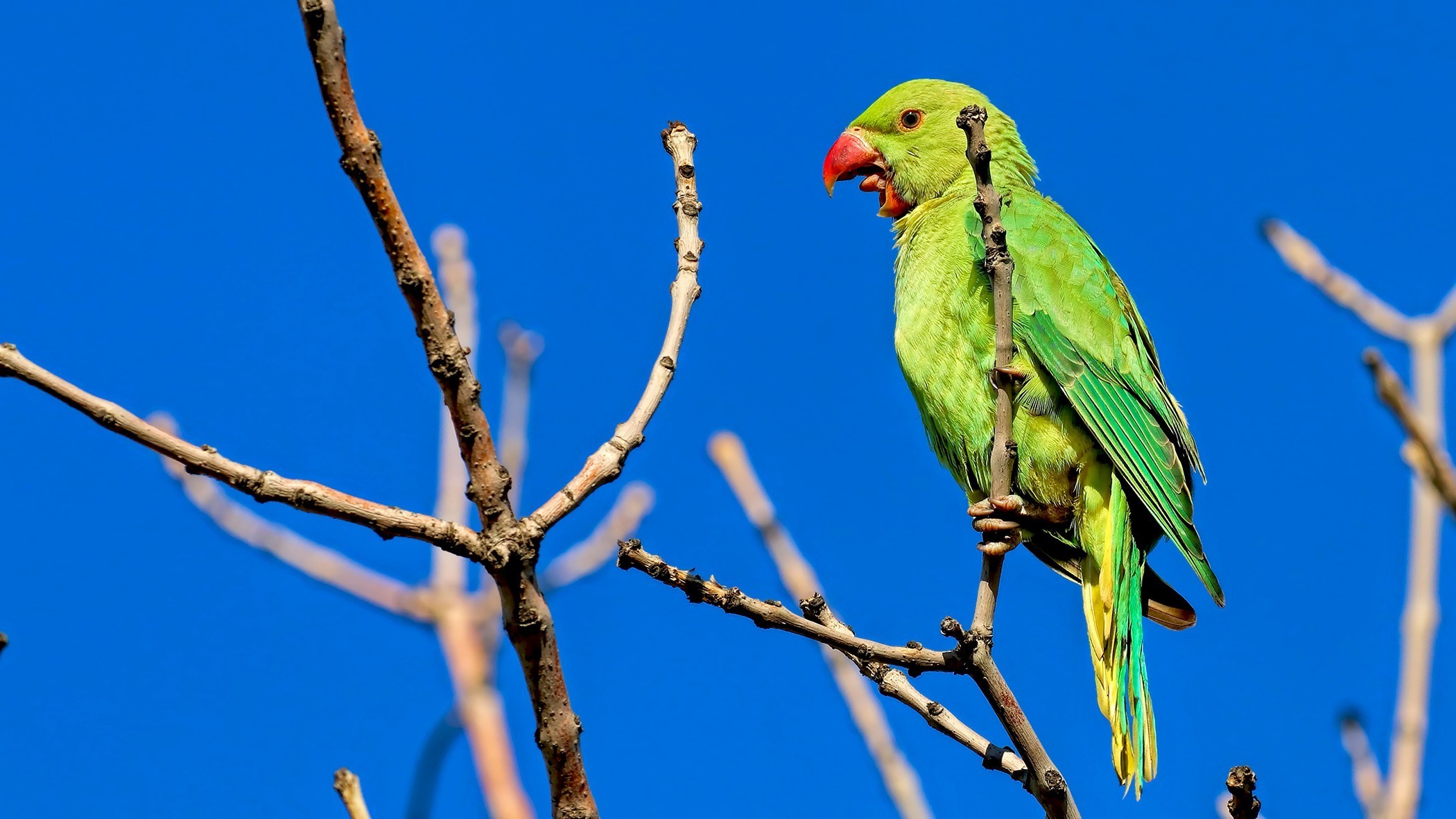 Rose-ringed Parakeet — Ana fotoğraf
