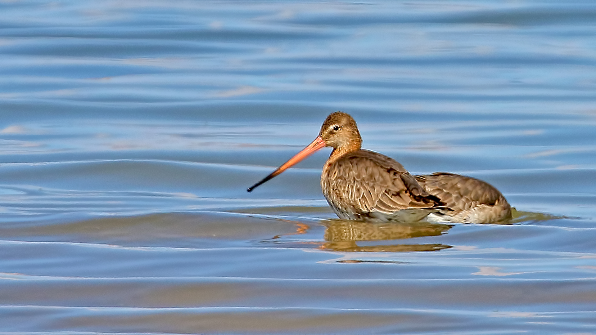 Black-tailed Godwit