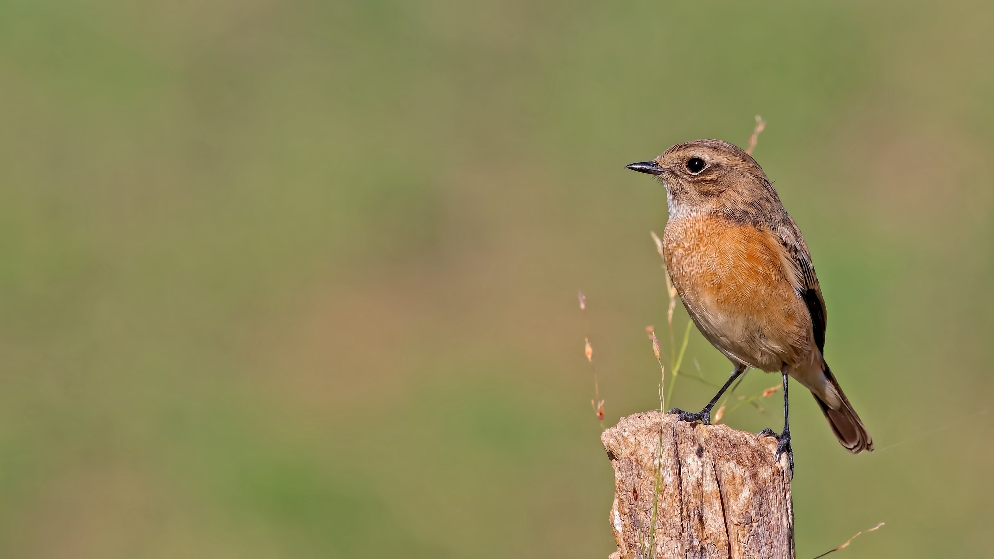European Stonechat