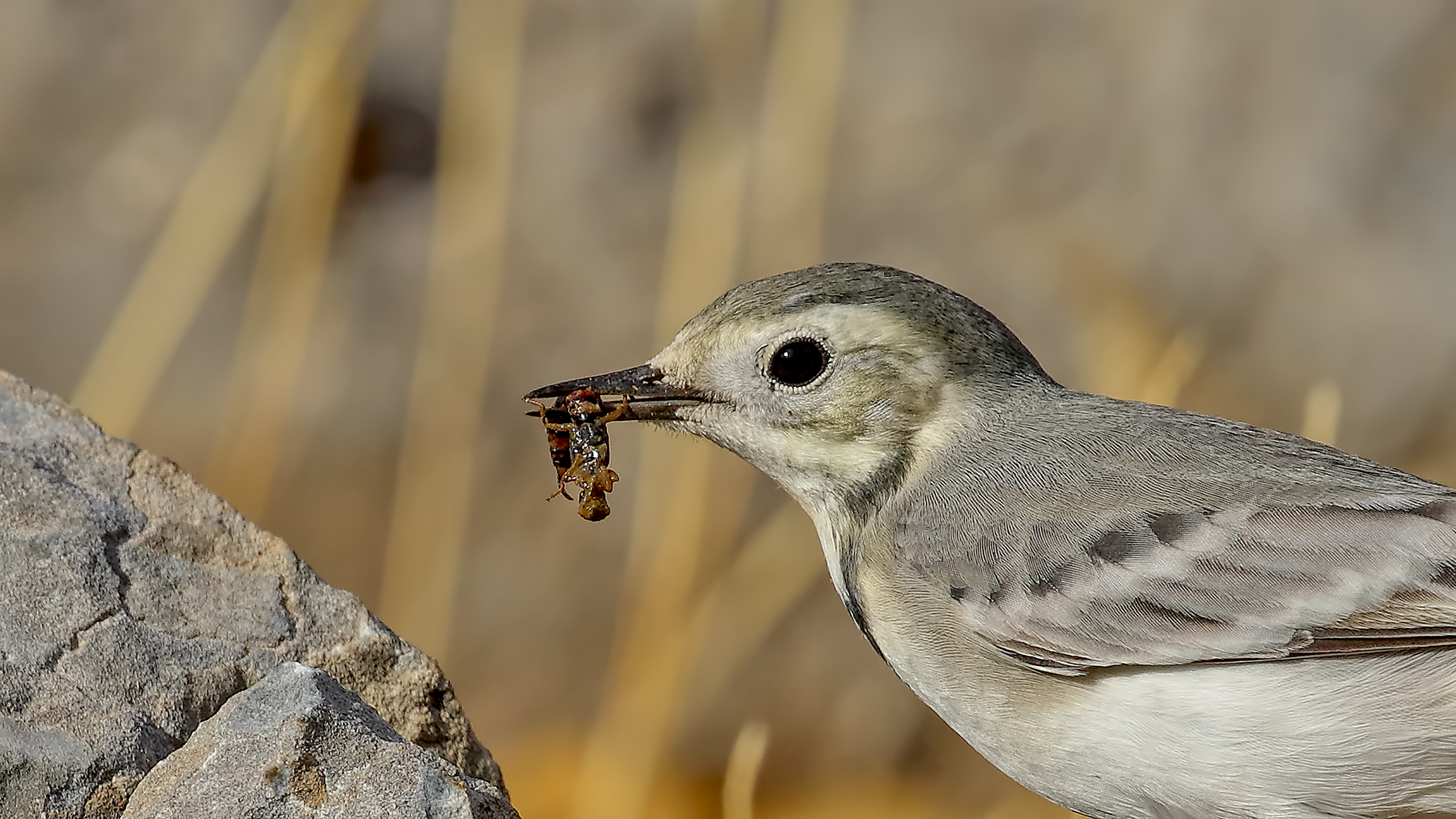 White Wagtail